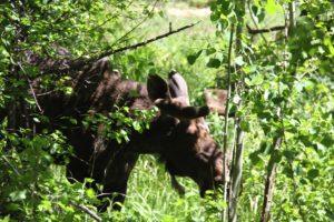 Bull moose, Fern Lake Trail, Rocky Mountain National Park, CO 