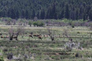 Herd of elk in the distant meadow, Rocky Mountain, National Park, CO