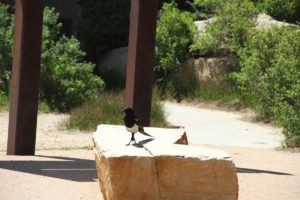 Magpie, Rocky Mountain National Park, CO 