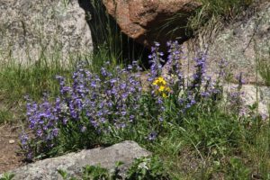 Example of flowers on Cub Lake Trail, Rocky Mountain National Park, CO